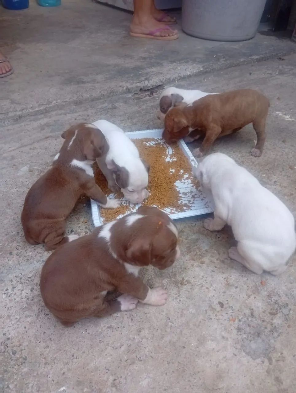 Filhotes de Pitbull  - Foto 3