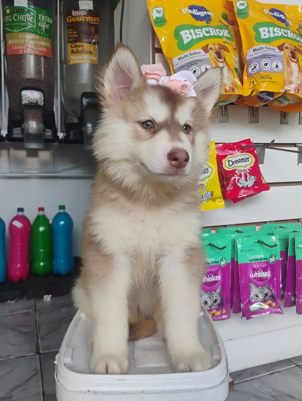 Husky Sibériano  - Foto 3