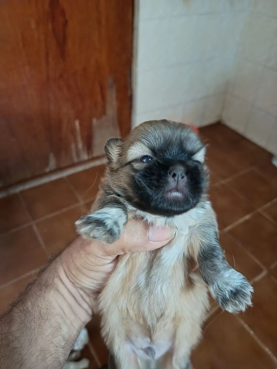 shih Tzu puro 