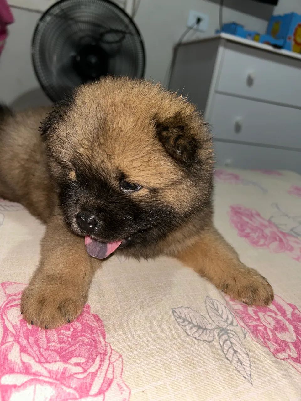 Chow chow  - Foto 4