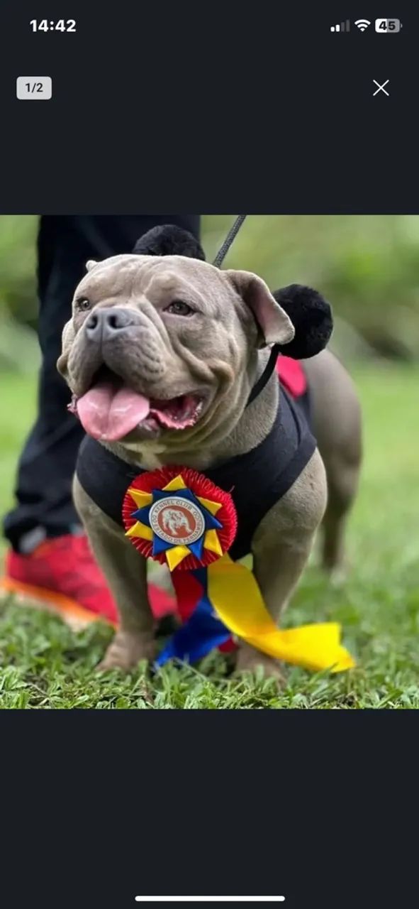 American bully fêmea 