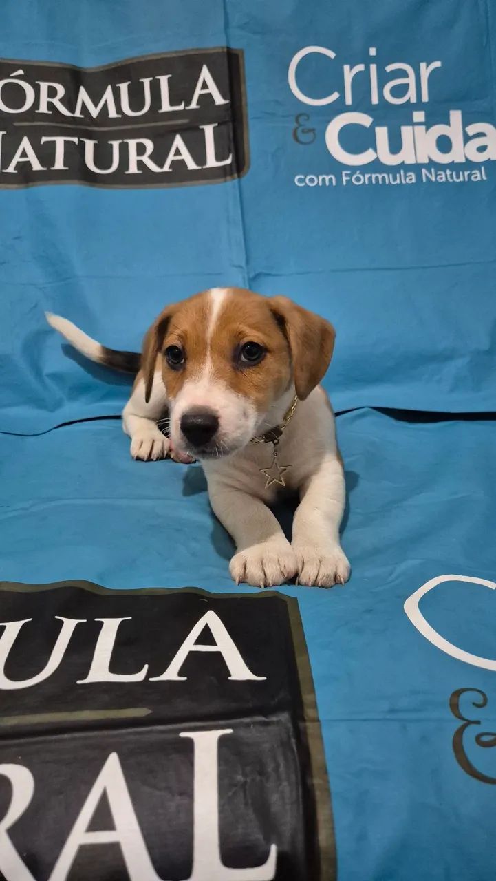 Jack Russell Terrier  - Foto 5