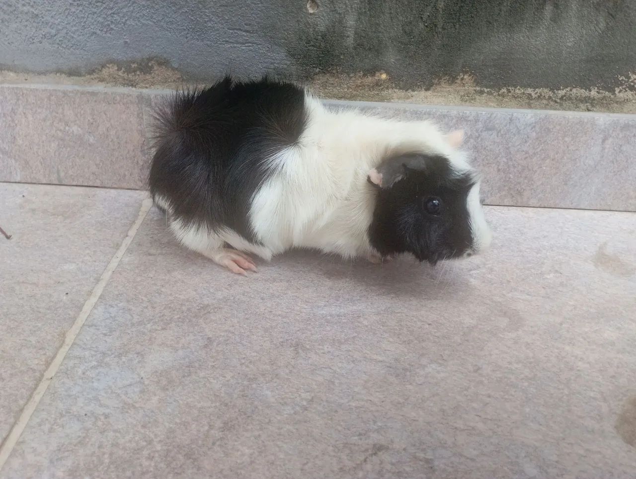 Porquinho da Índia - Foto 4