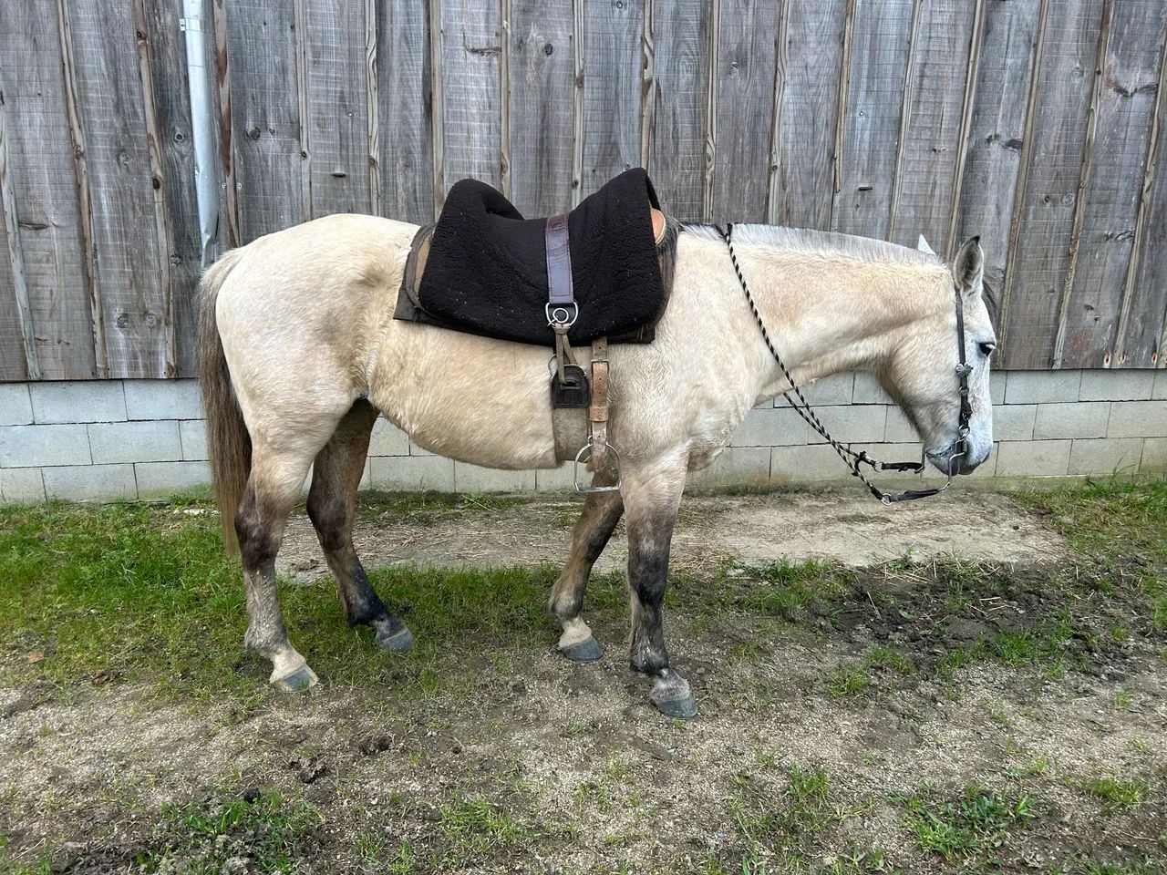 Cavalo 