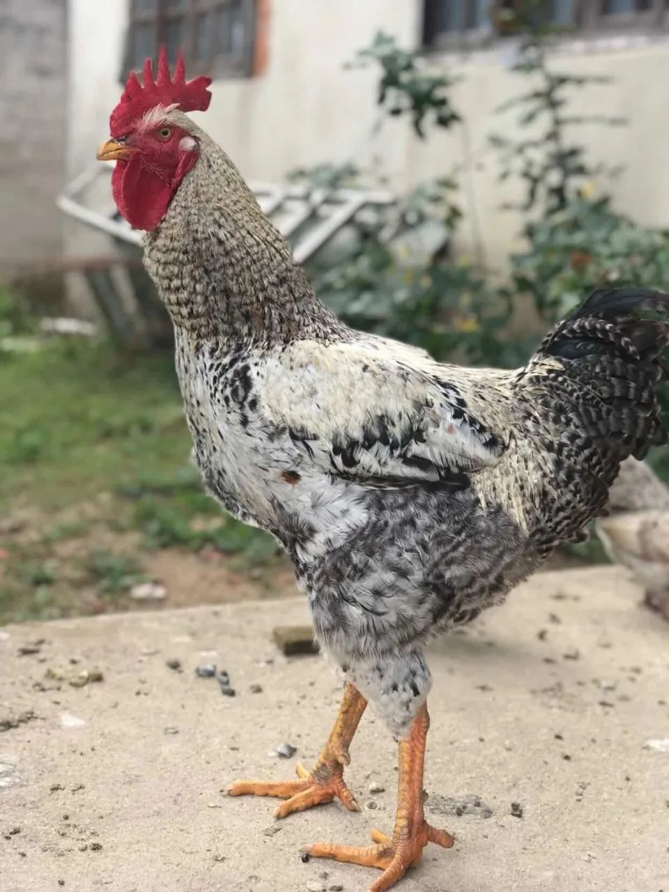 Galo GSB