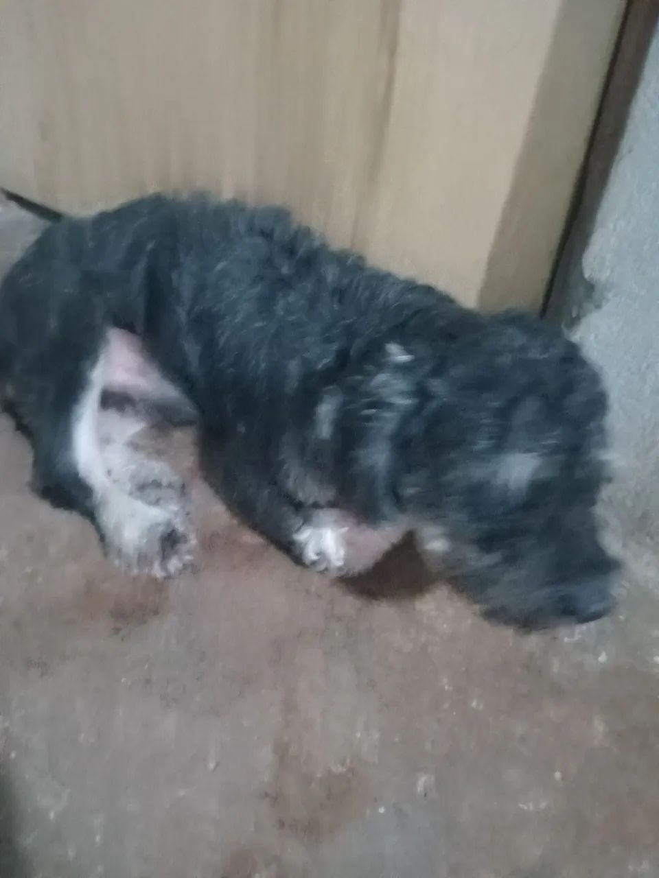Doação de cachorro 