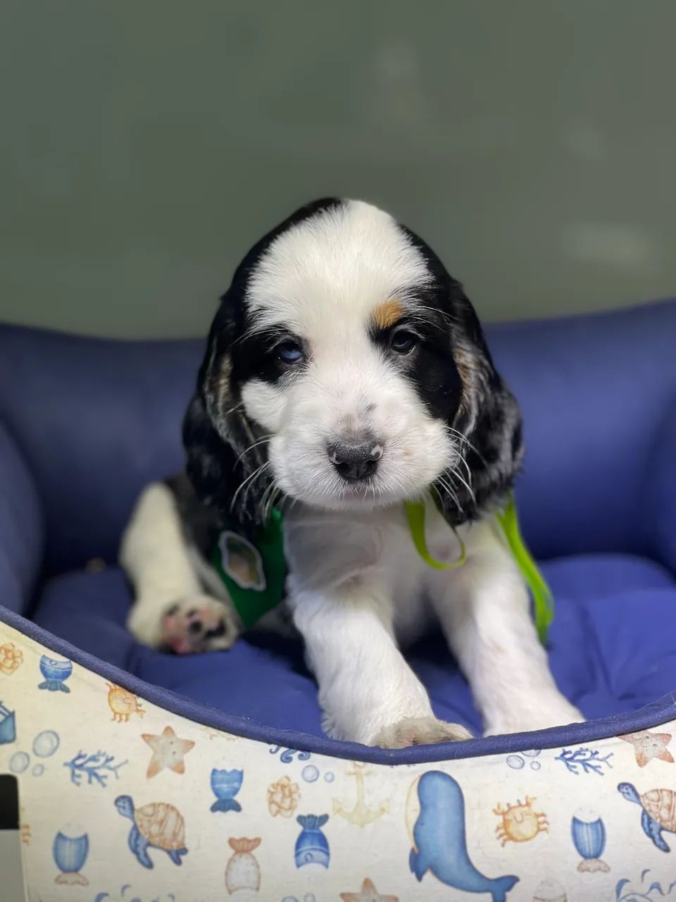 COCKER SPANIEL - Foto 3