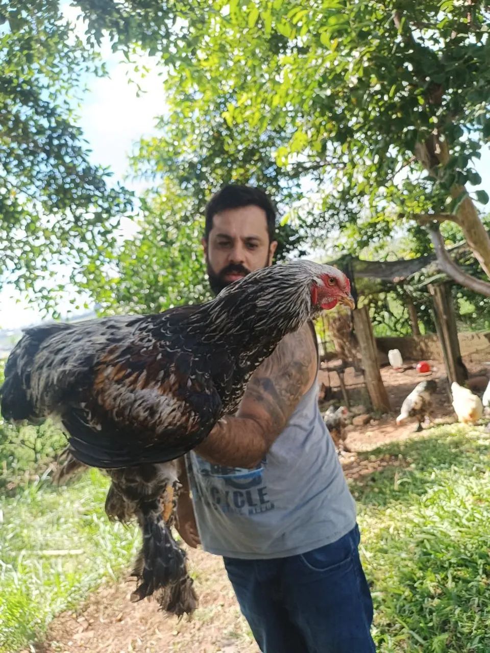 Frango Brahma salmão 120 reais 