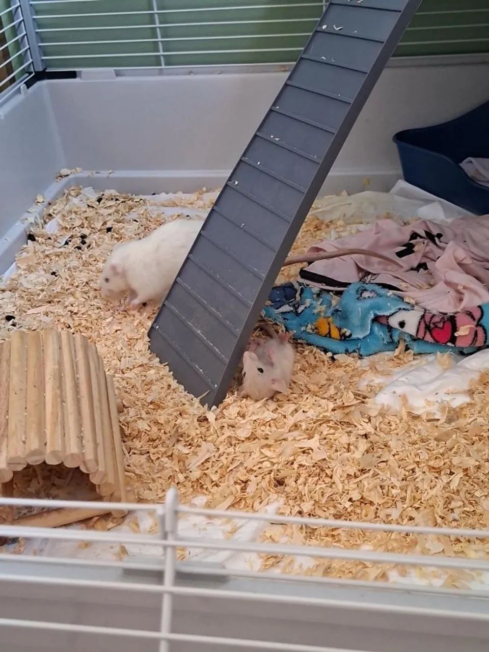 FANCY RAT  - Foto 3