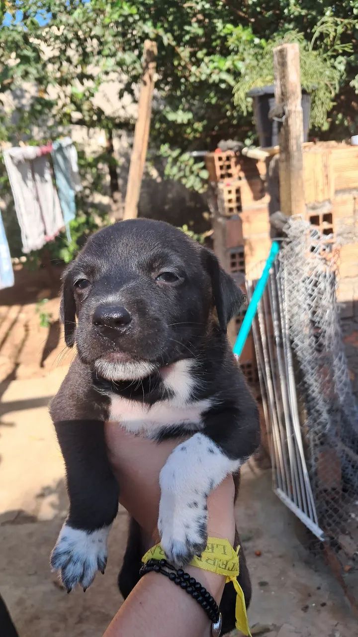 Cachorrinhos para adoção  - Foto 4