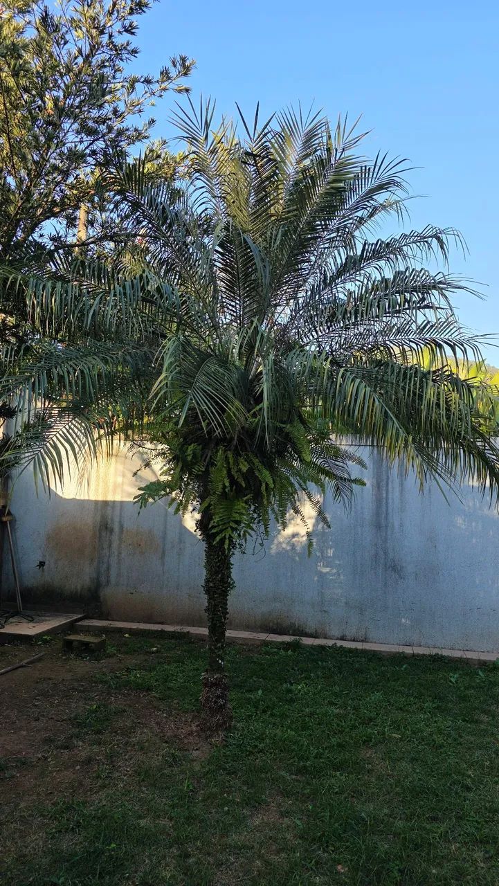 Vendo Palmeira Fênix 