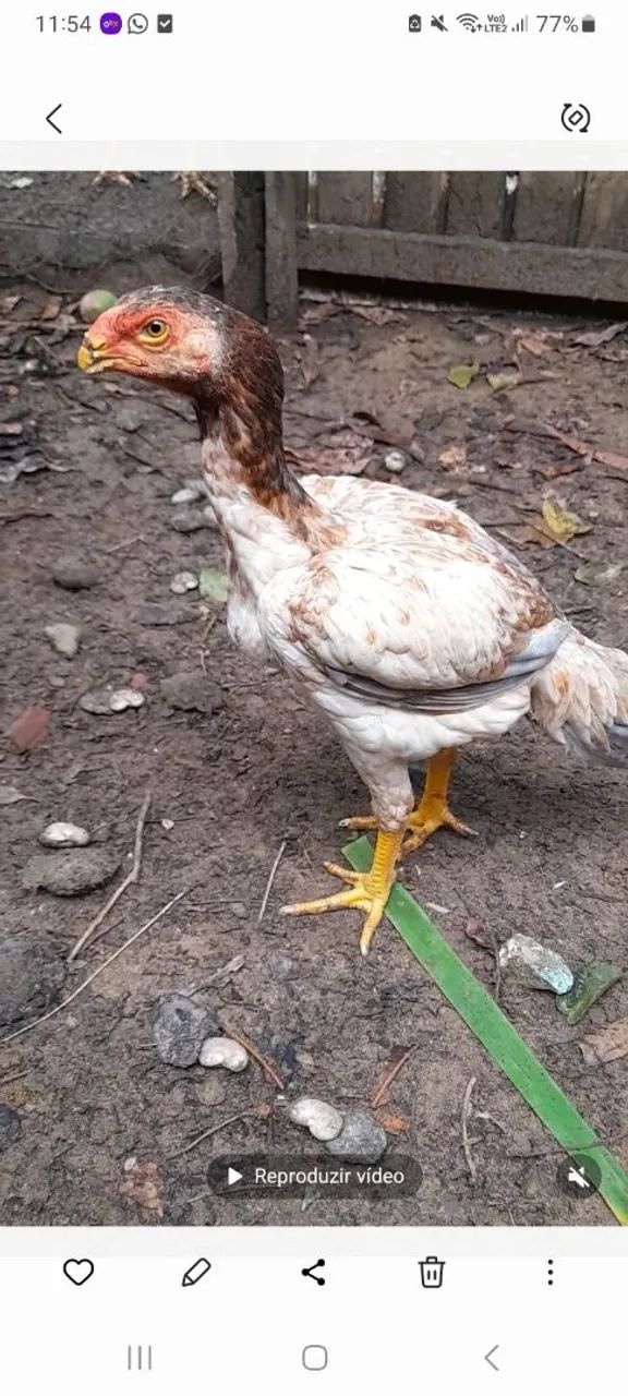 Vendendo uma franguinha Boiadeiro 