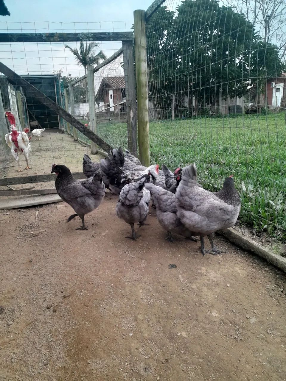 Vendo galinhas e galos  - Foto 4