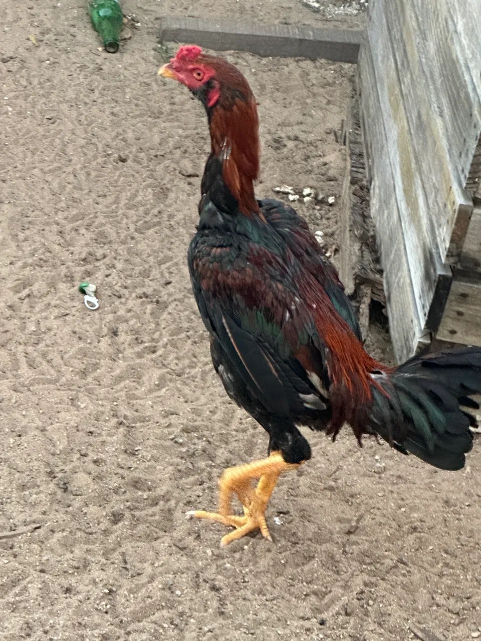 Frango indiano  - Foto 2