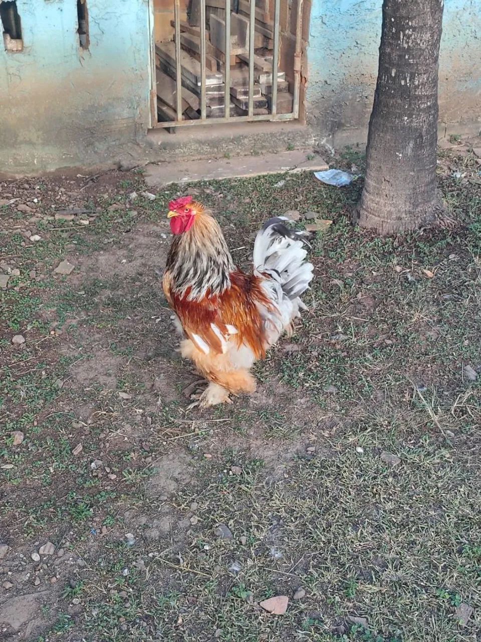 Galos  - Foto 5