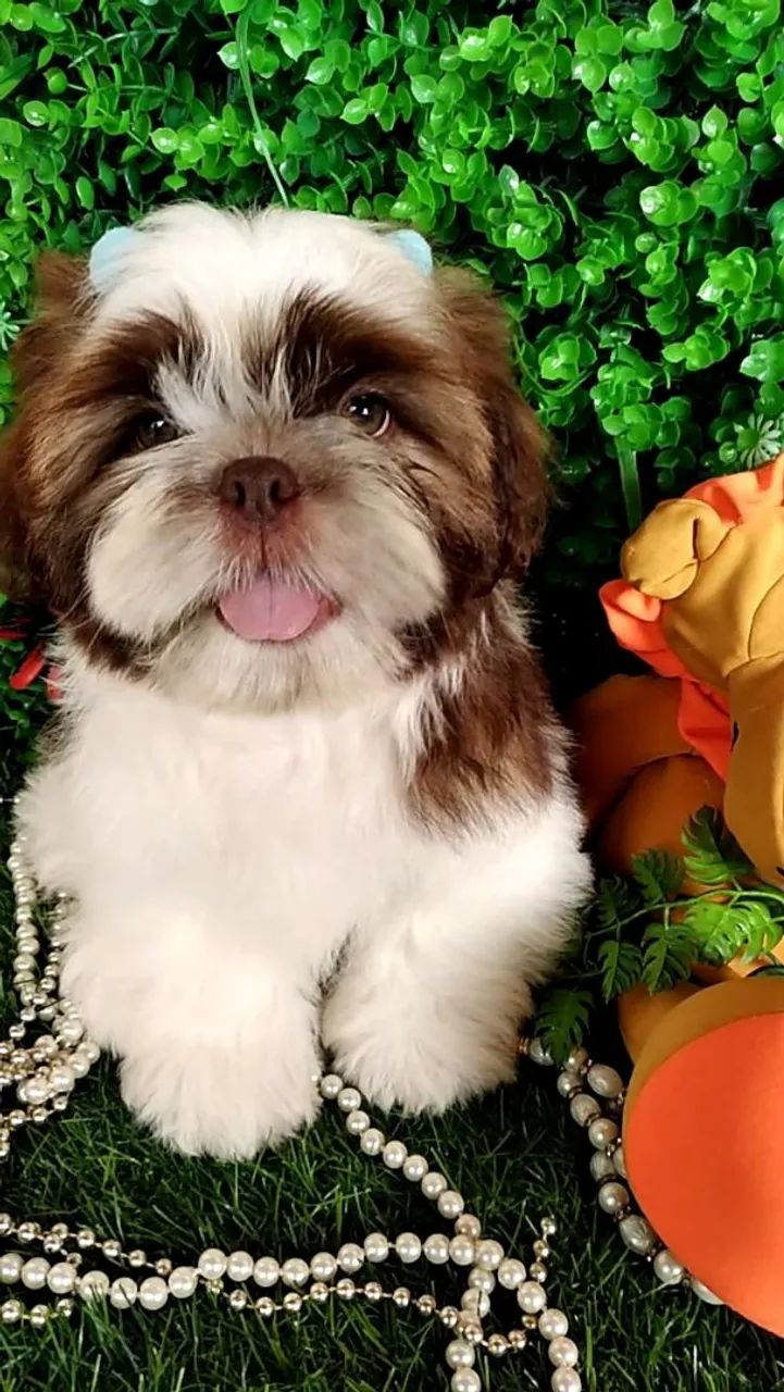 Filhote Shih tzu Macho Caramelo - EvaFilhotes  - Foto 4