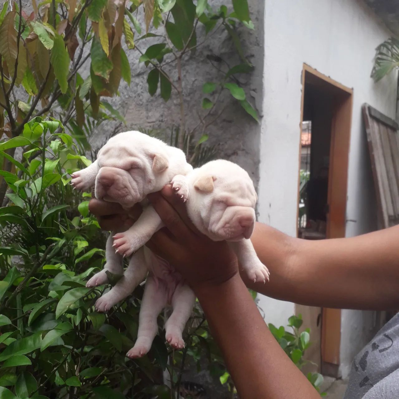 Sharpei  