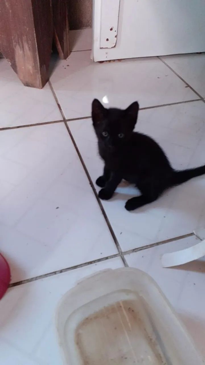 Gatinhos para adoção responsável!