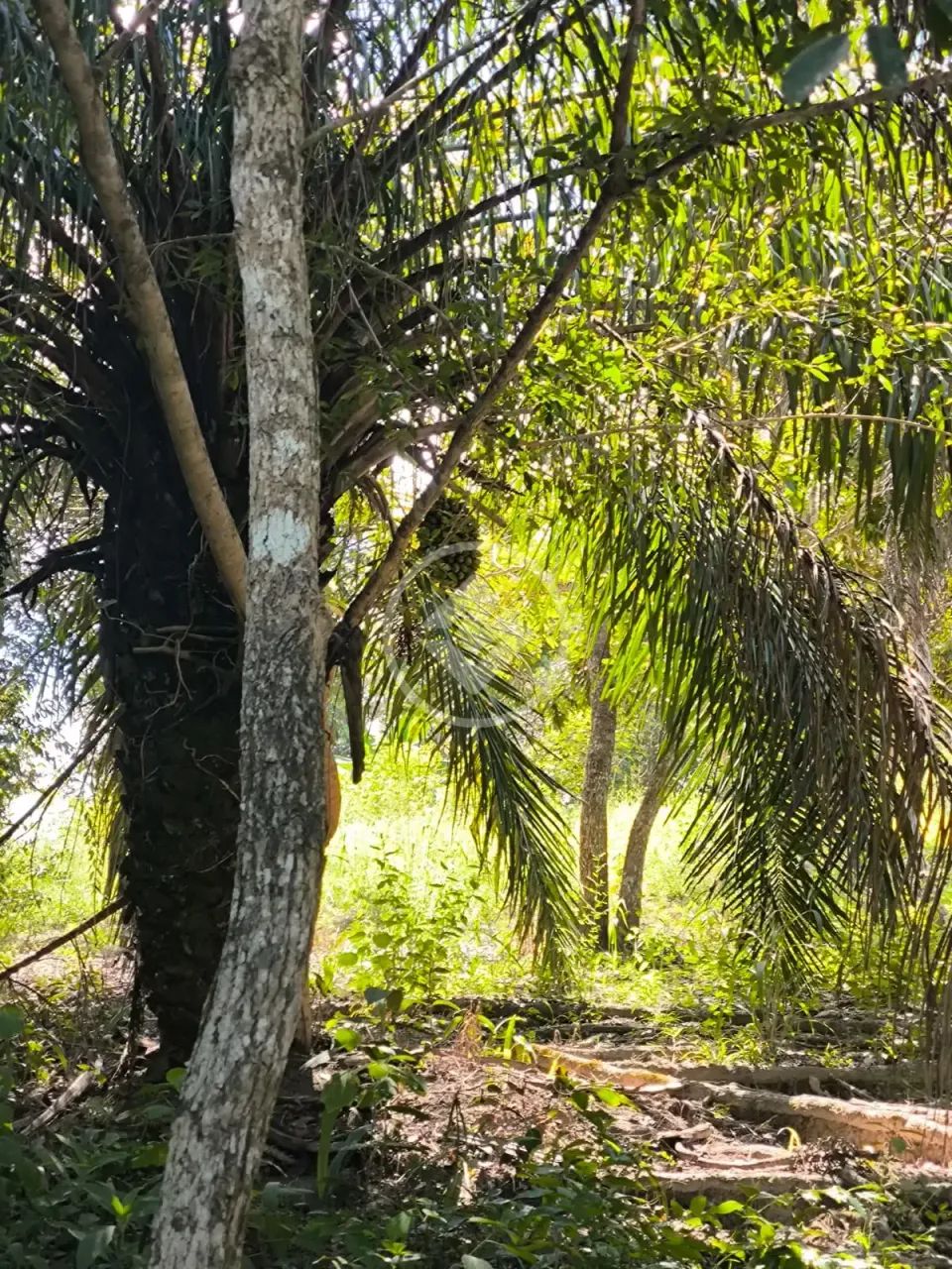 Oportunidade Ágio de Chácara No Povoado Do Rochedo codigo: 334164 - Foto 2