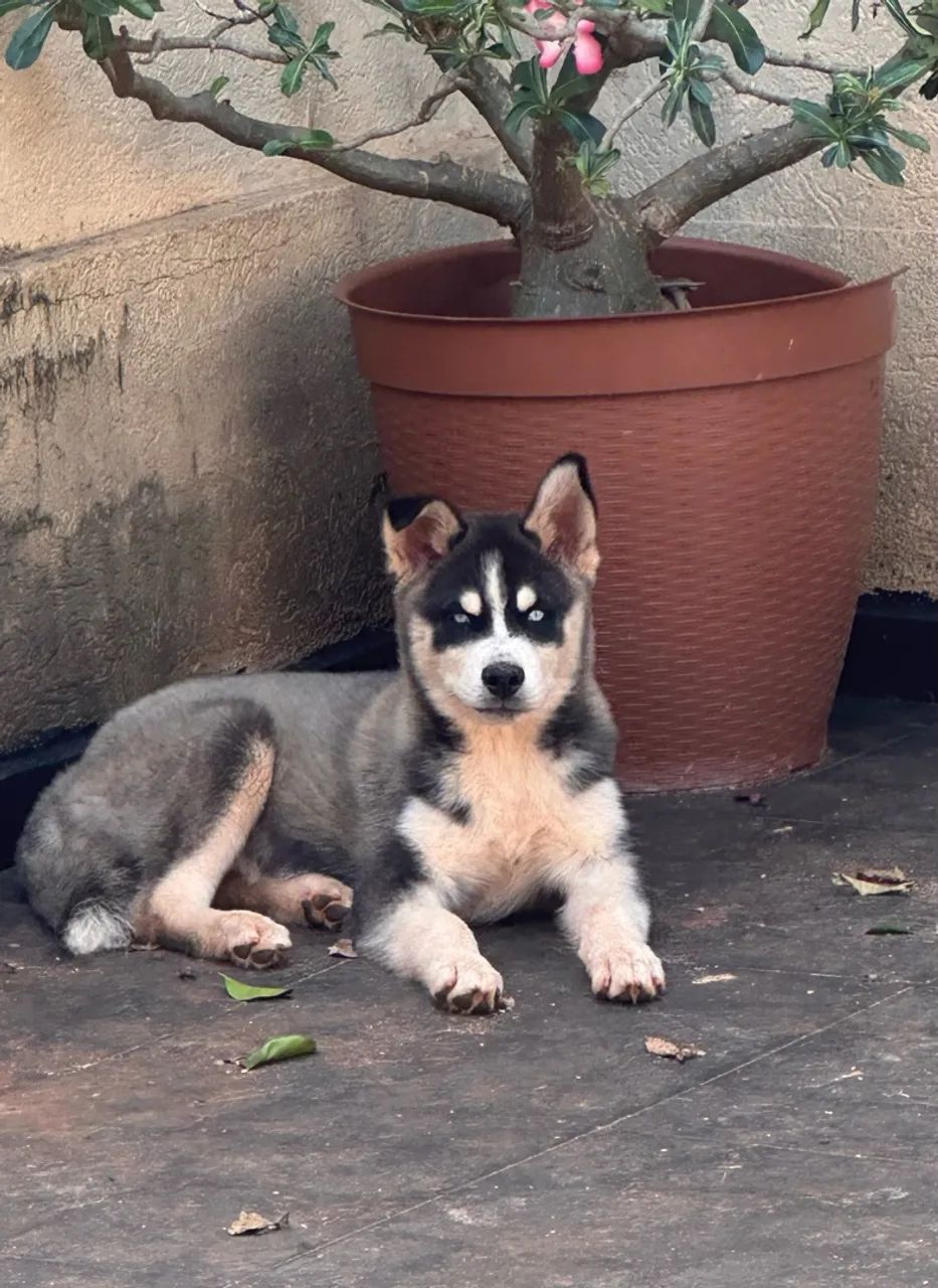 Husky Siberiano Macho  - Foto 3