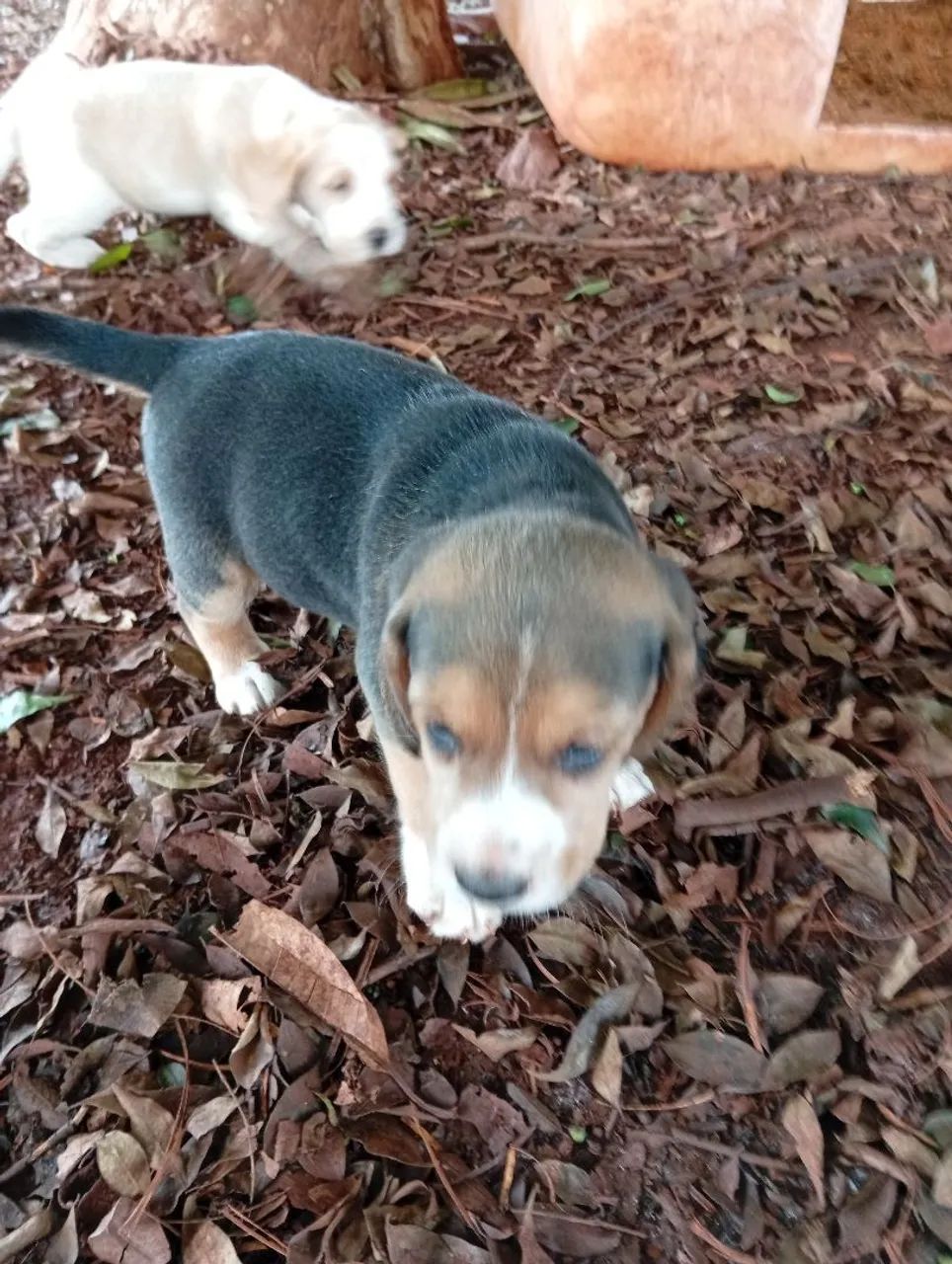 Filhotes de beagle  - Foto 3