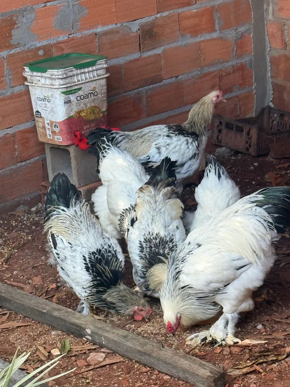 Galos e galinhas Bhama  - Foto 2