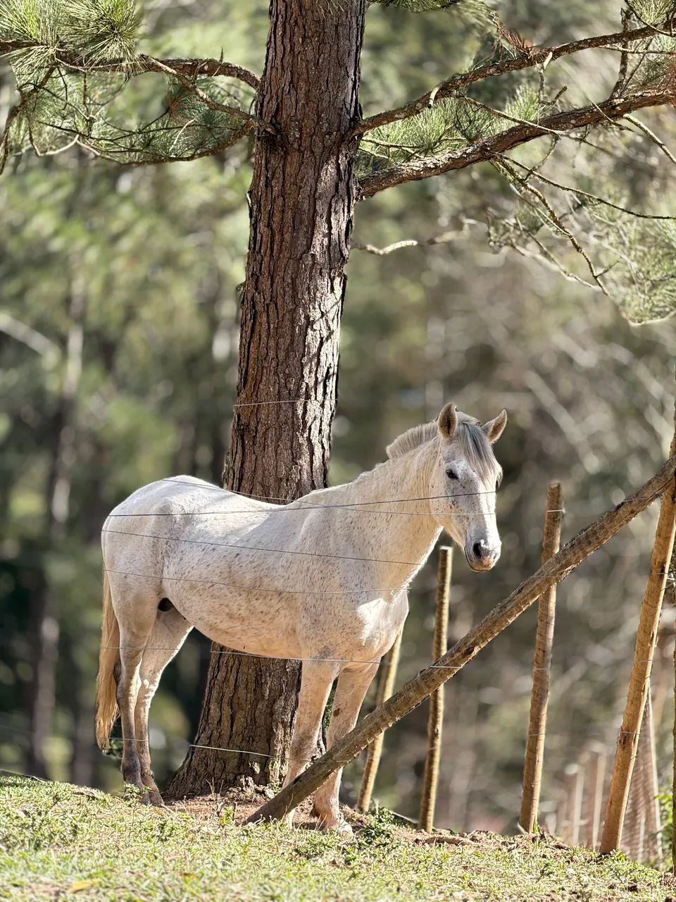 Cavalo Garanhão Manso - Foto 3