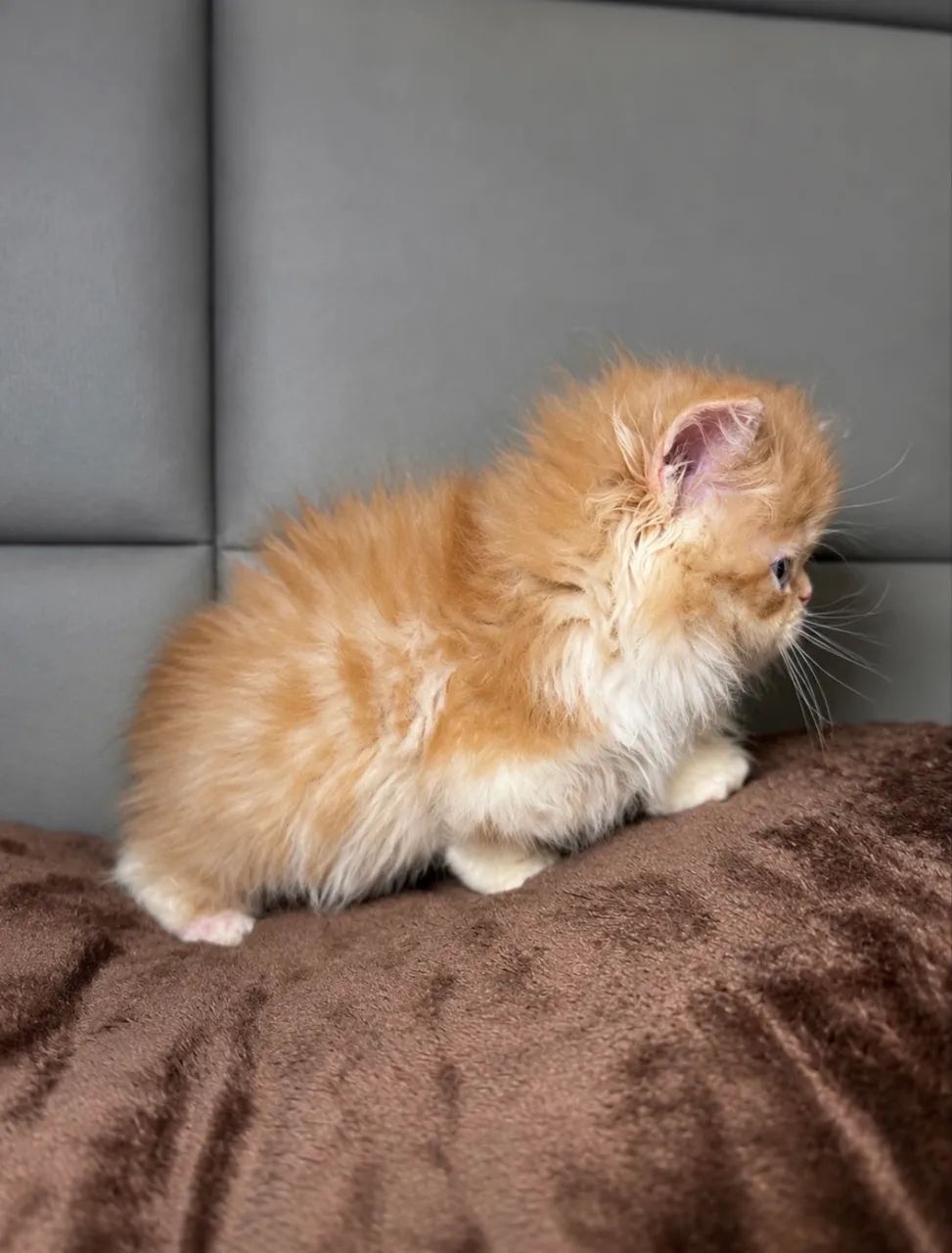 Gato persa  - Foto 4