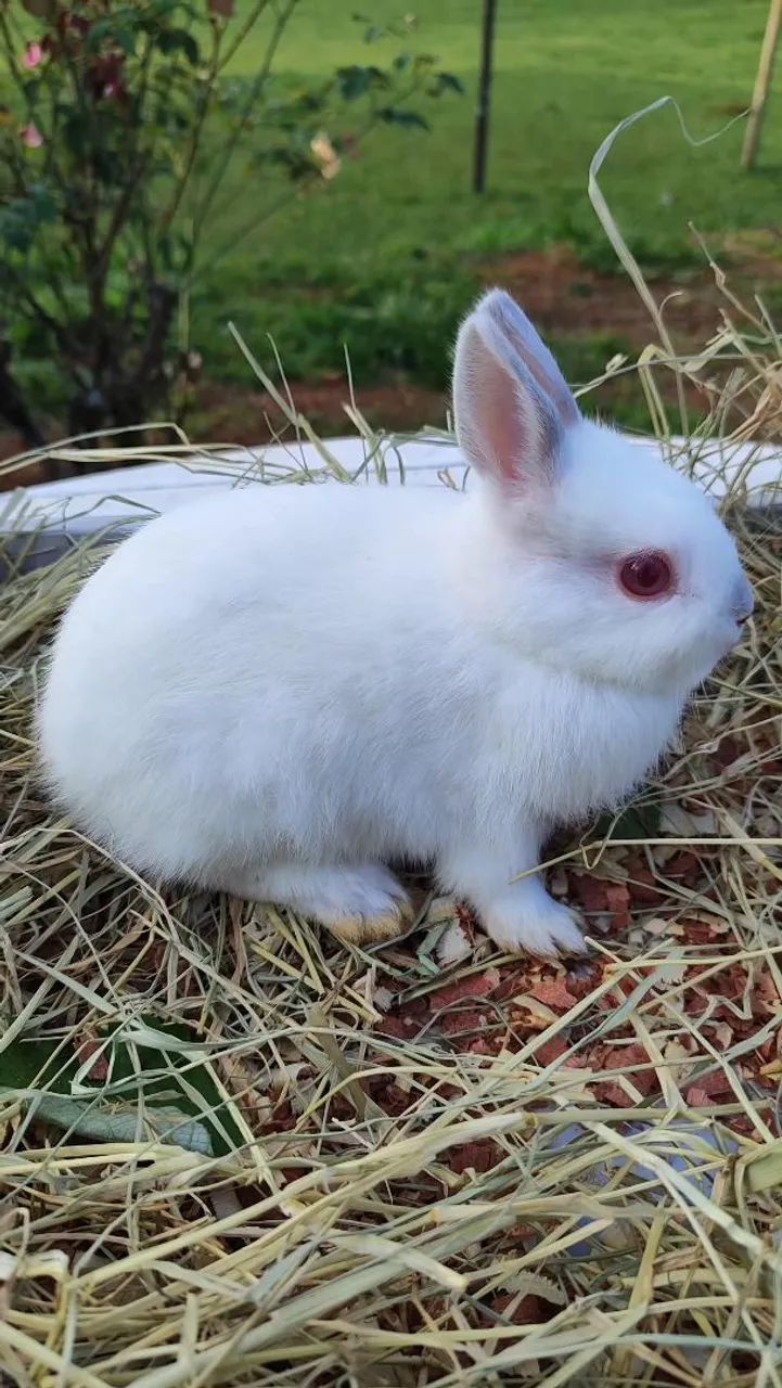 Coelho Netherland Dwarf Himalaio 