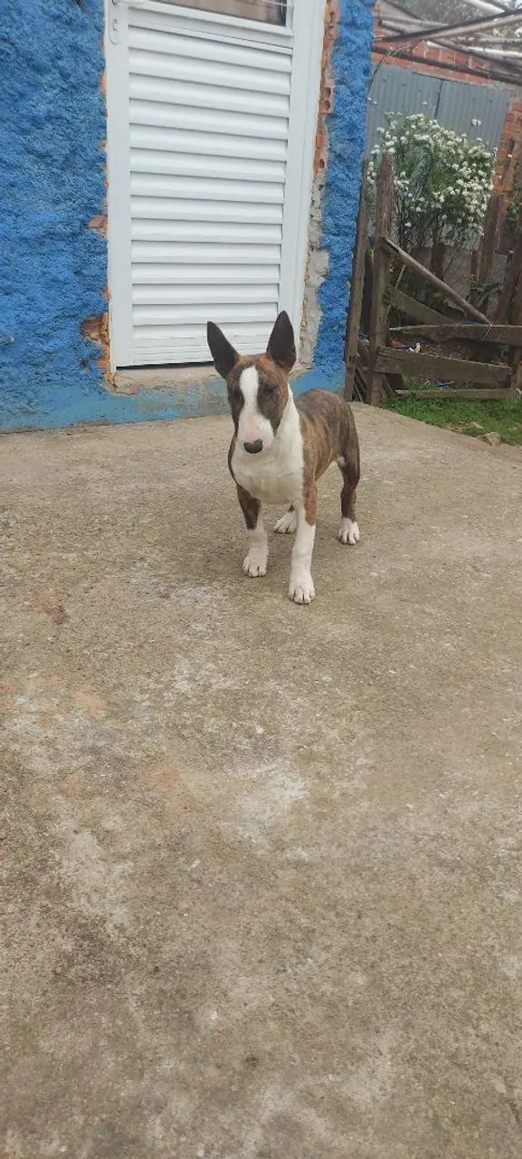 Bull Terrier  - Foto 5
