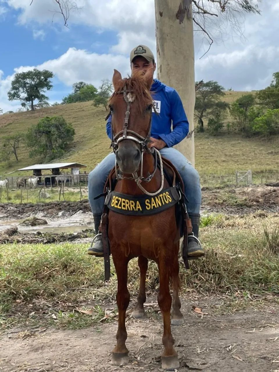 Cavalo Manso, Dócil, Ideal para Lida e Passeio