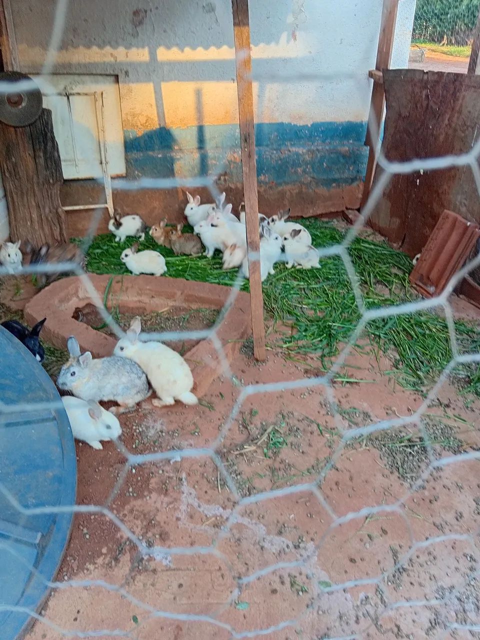 Coelhos