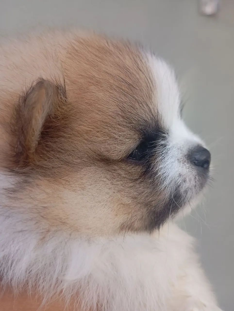 Spitz macho