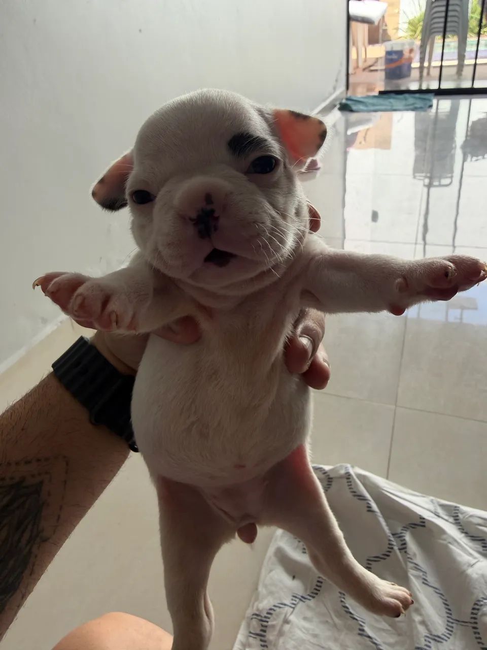 Buldogue francês  - Foto 2