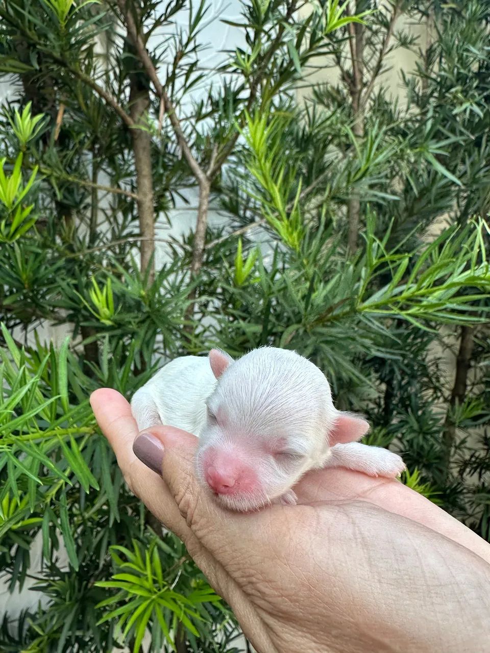 MALTÊS COM PEDIGREE - Foto 3