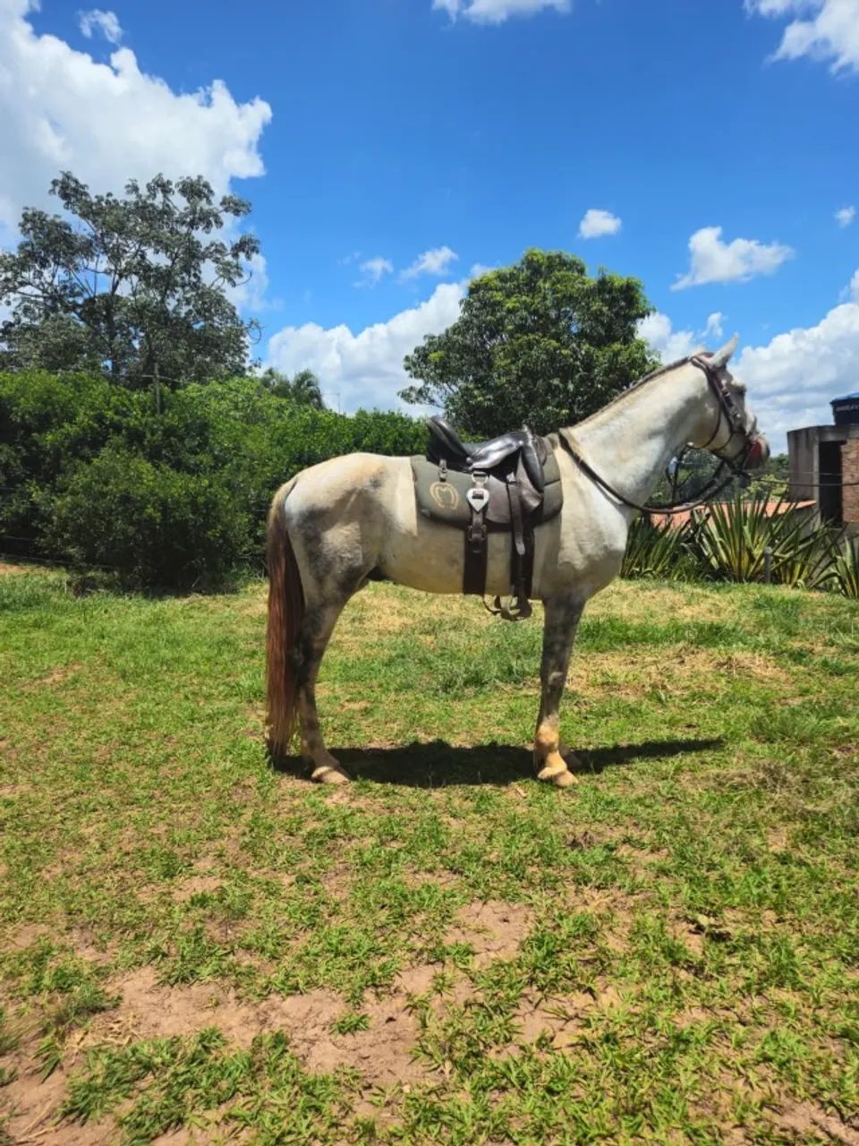 Cavalo Tordilho garanhão - Foto 2