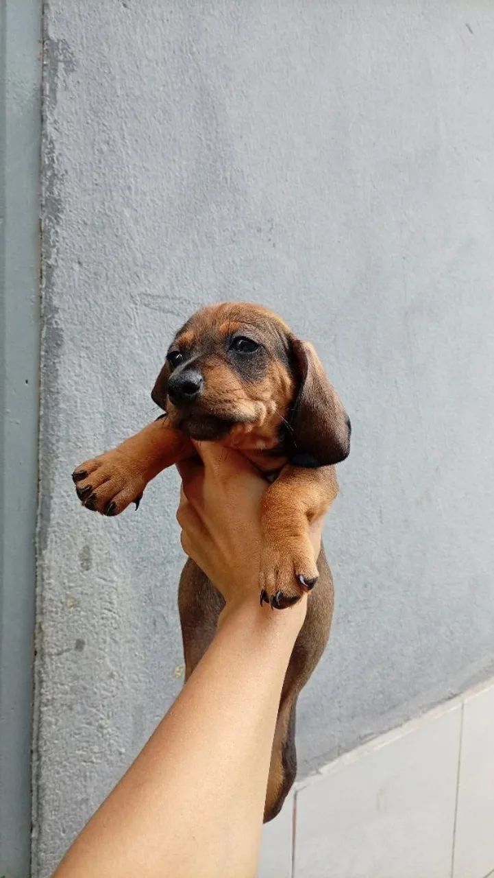 Dachshund  - Foto 5