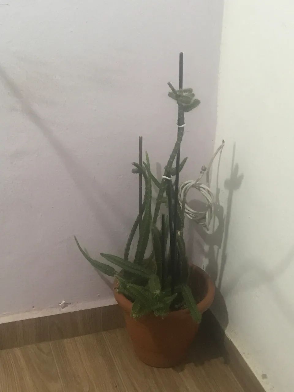 Saborosa