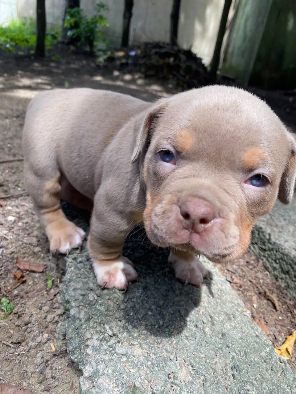 American bully