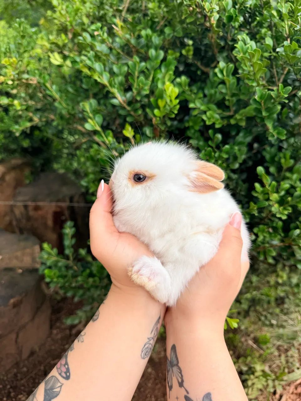Vendo coelhos mini laion anão  - Foto 2