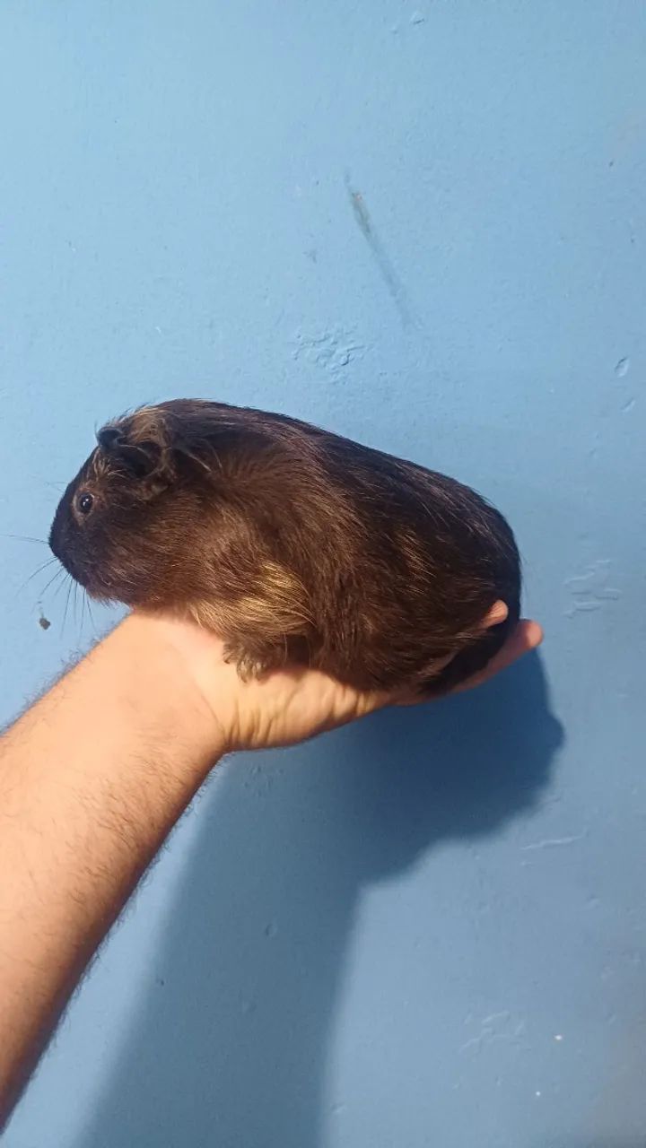 Porquinho da india