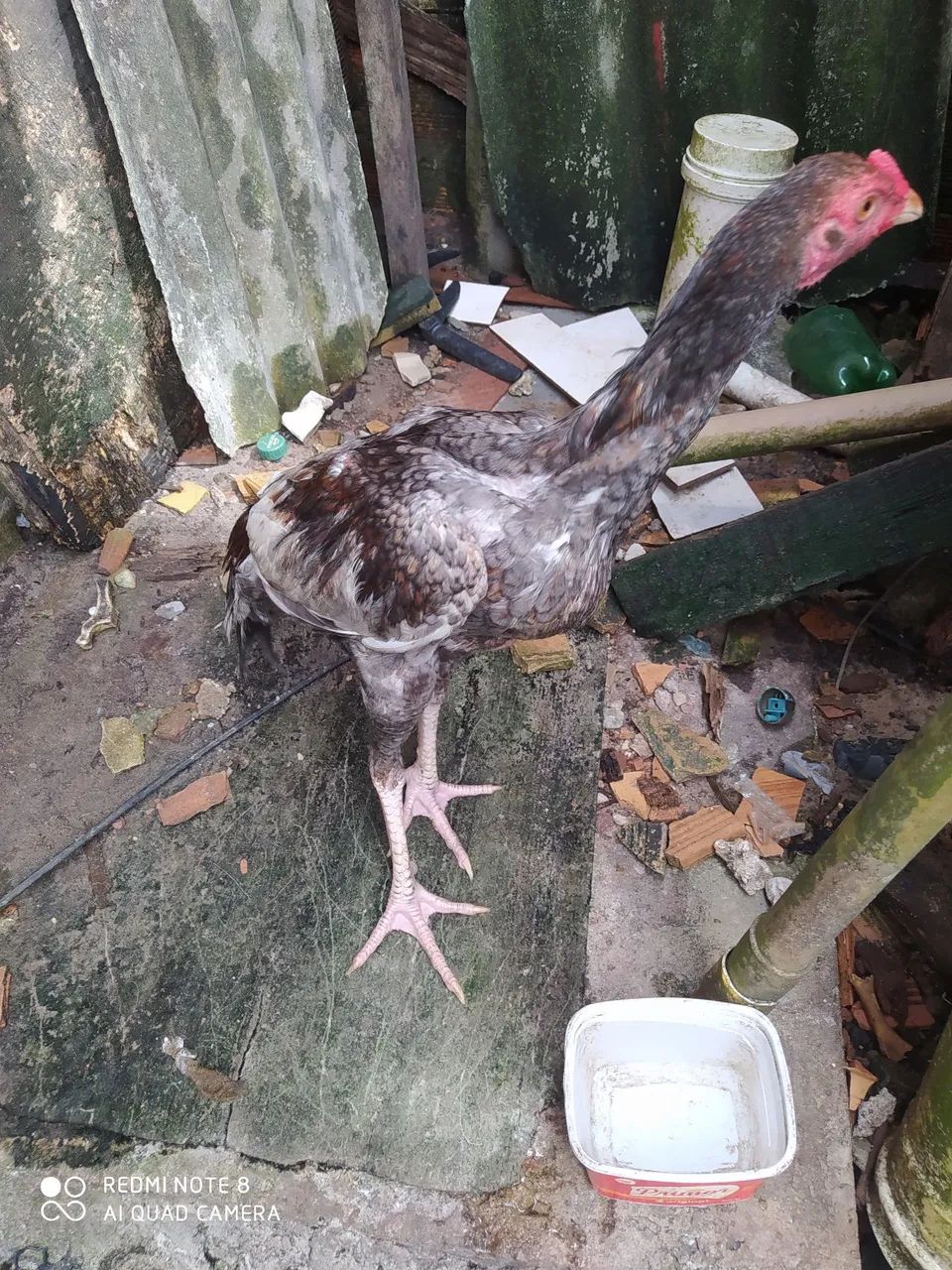 Frango de raça moura - Foto 2