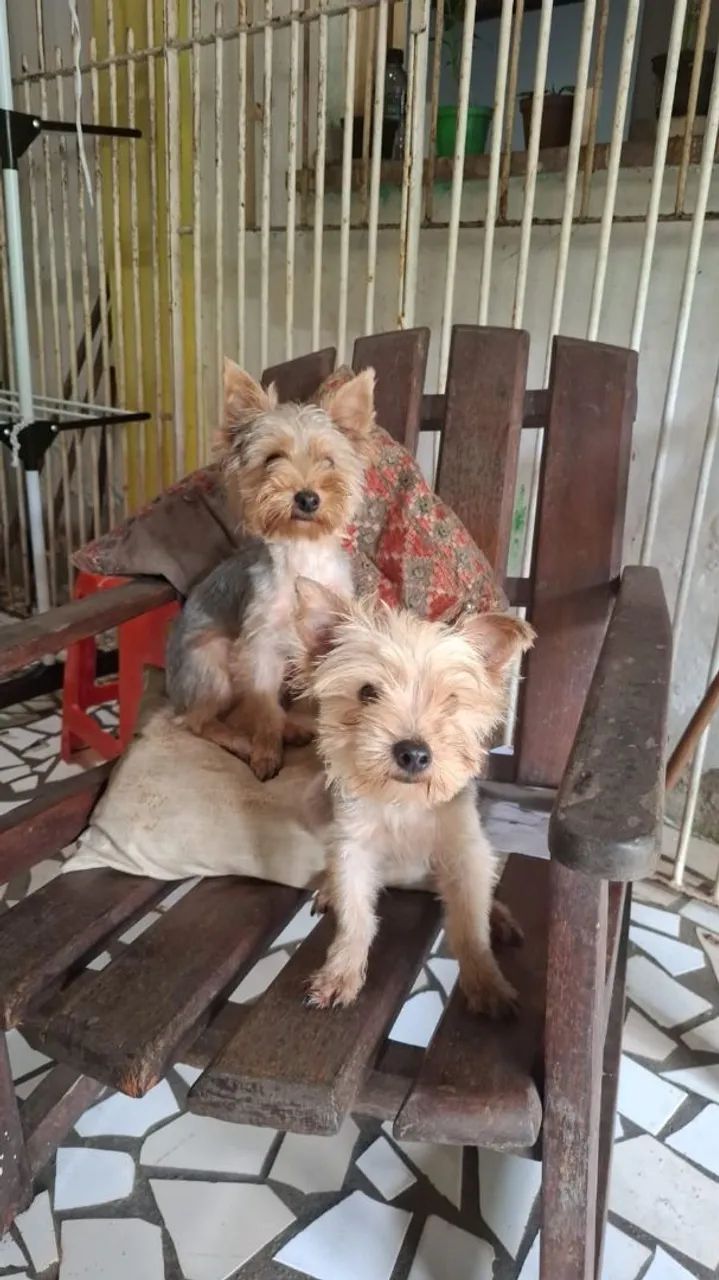 Yorkshire terrier  - Foto 3