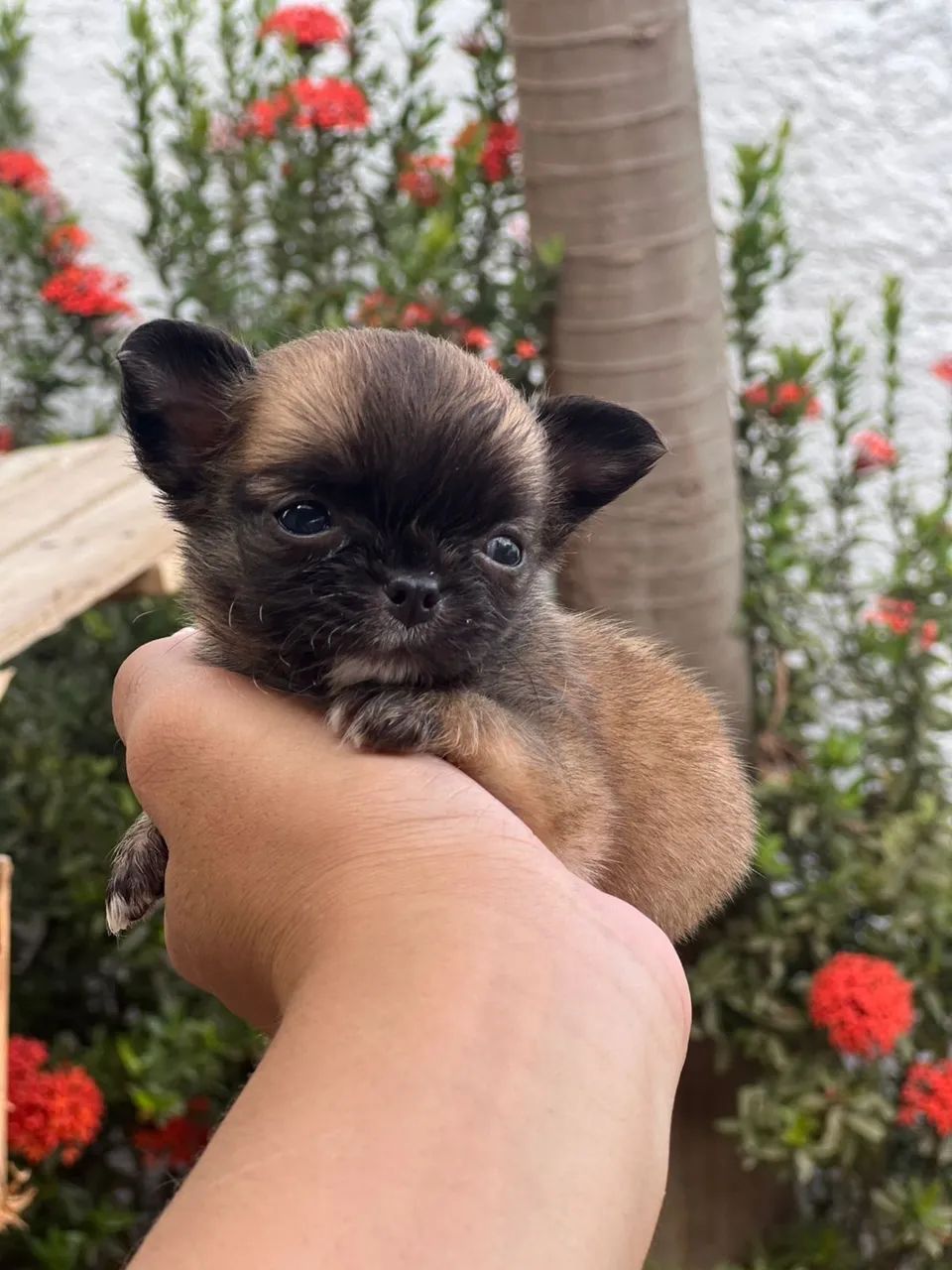 Chihuahua fêmea tamanho raridade na raça com documento  - Foto 4