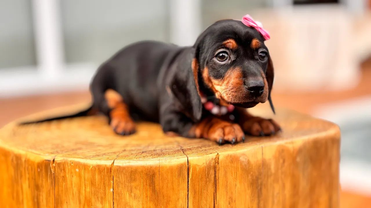 Fêmea Dachshund Linguicinha  - Foto 2