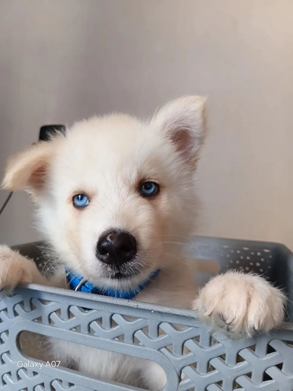 Husky siberiano  - Foto 4