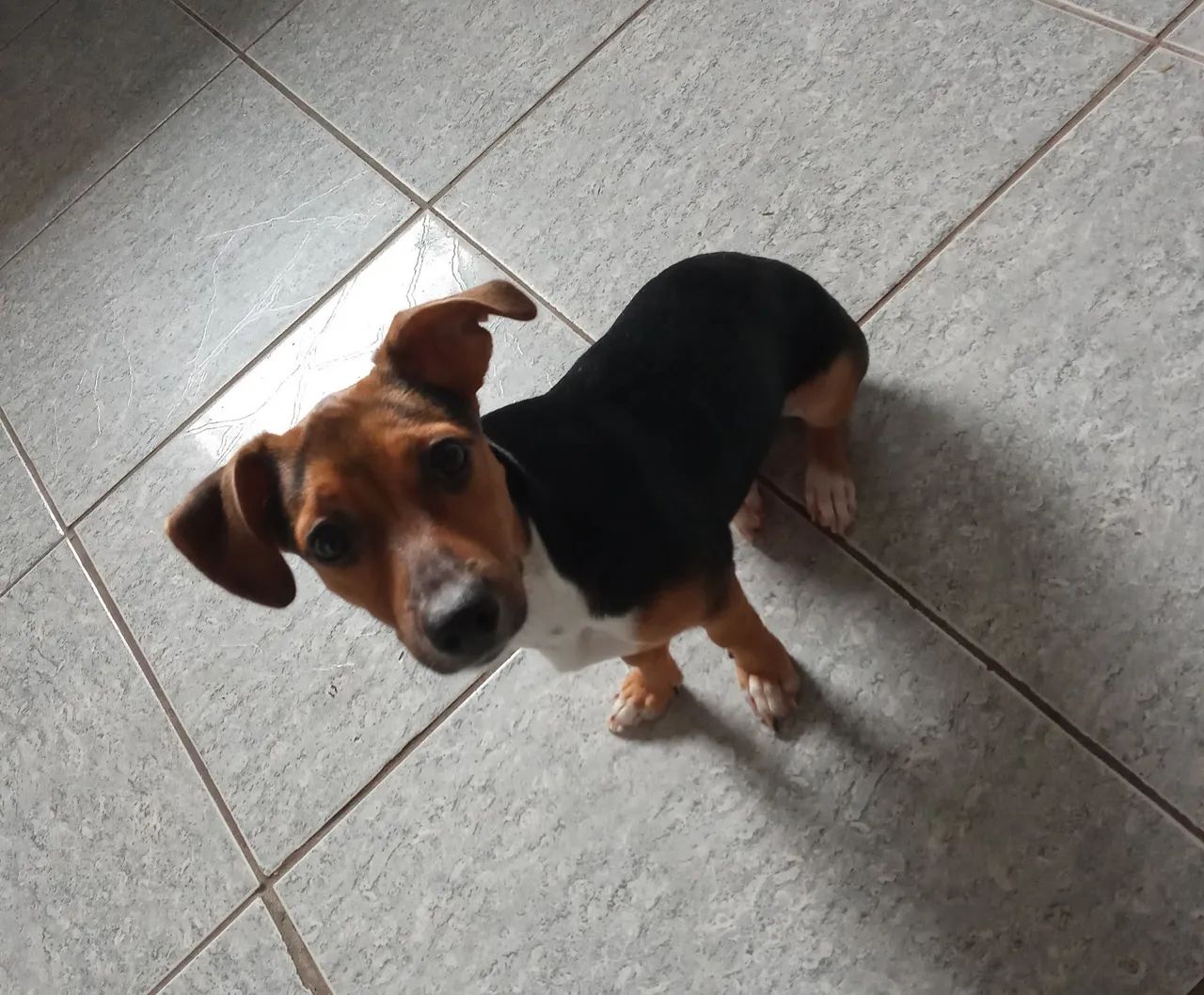 Doação responsável - Foto 3