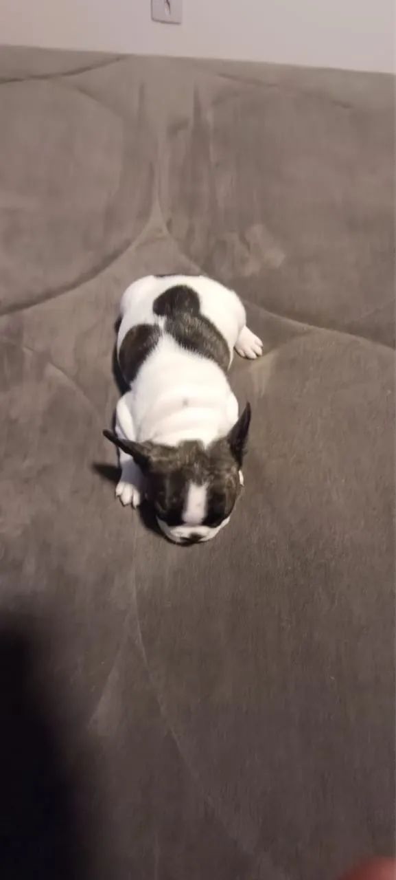 Buldogue francês  - Foto 3