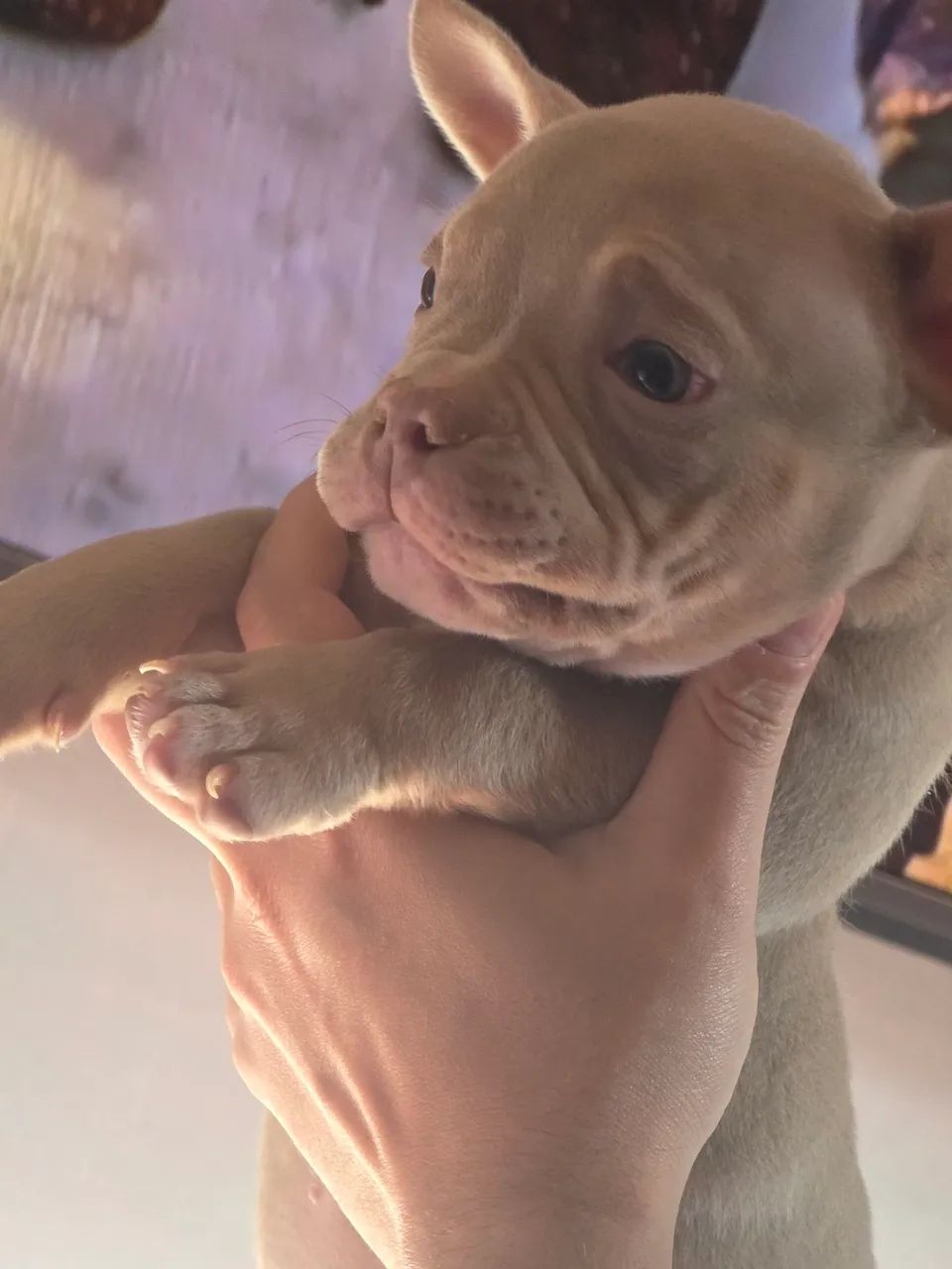 American bully - Foto 4