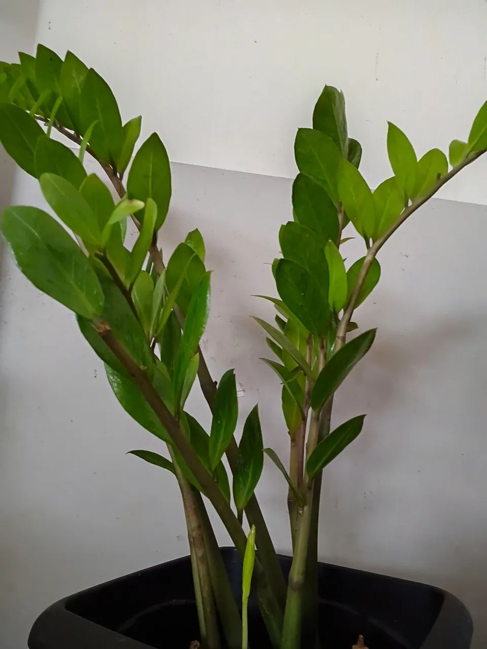 Plantas  - Foto 2